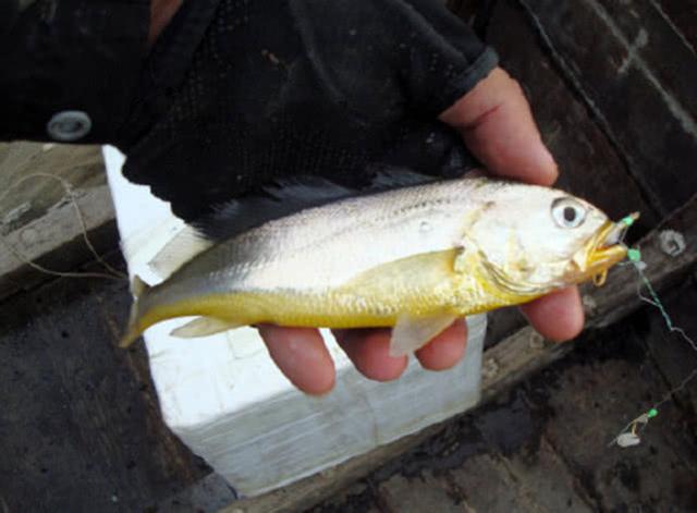 把隔壁老婆孩子都能馋哭了的黄鱼该如何垂钓?