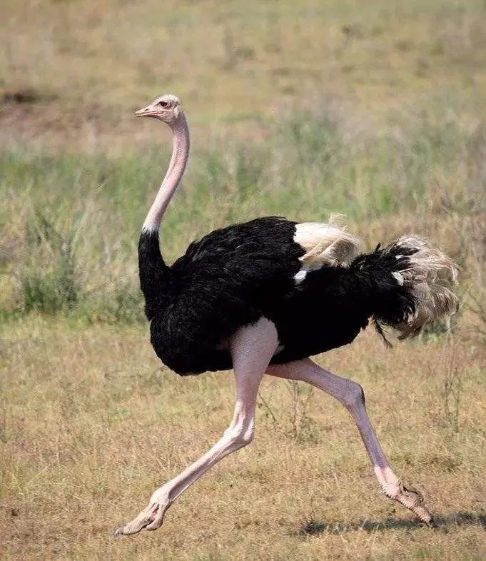 冷门特摄【雷电侠】魔兽原型推测