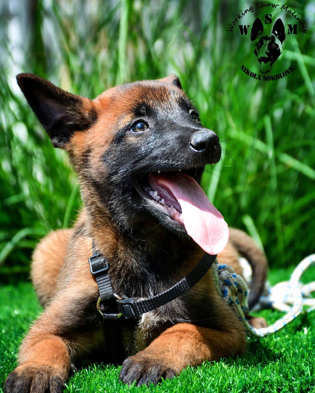比利时马犬(马里努阿犬)形态性格特征、优缺点、价格介绍-宠物主人
