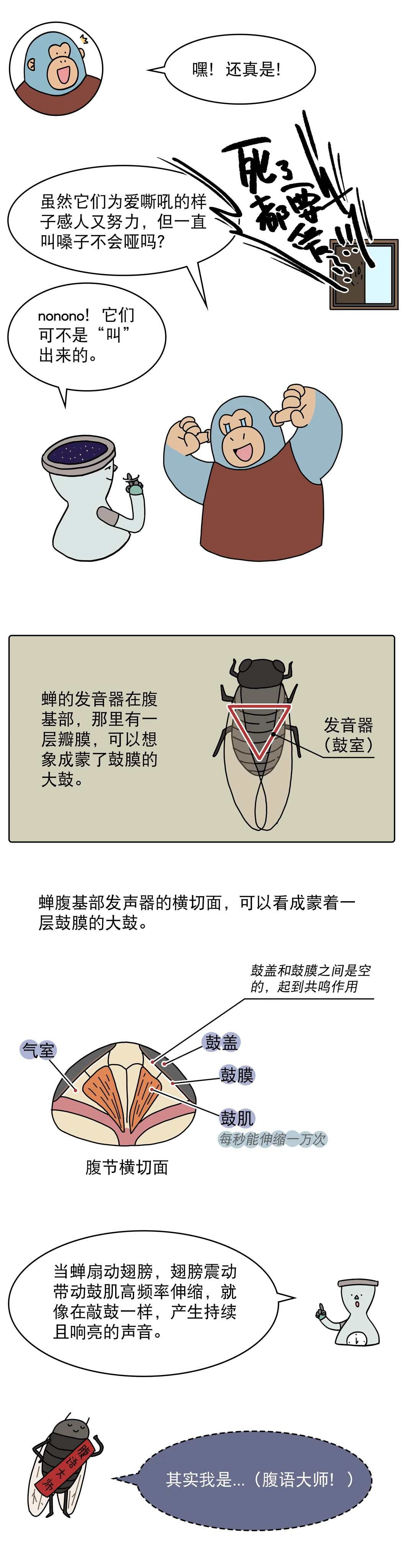 蝉为什么总是一起叫一起停4