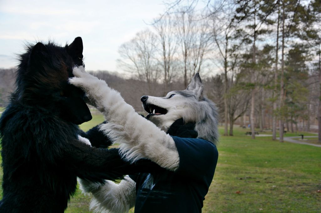 《狼系》图集(一)