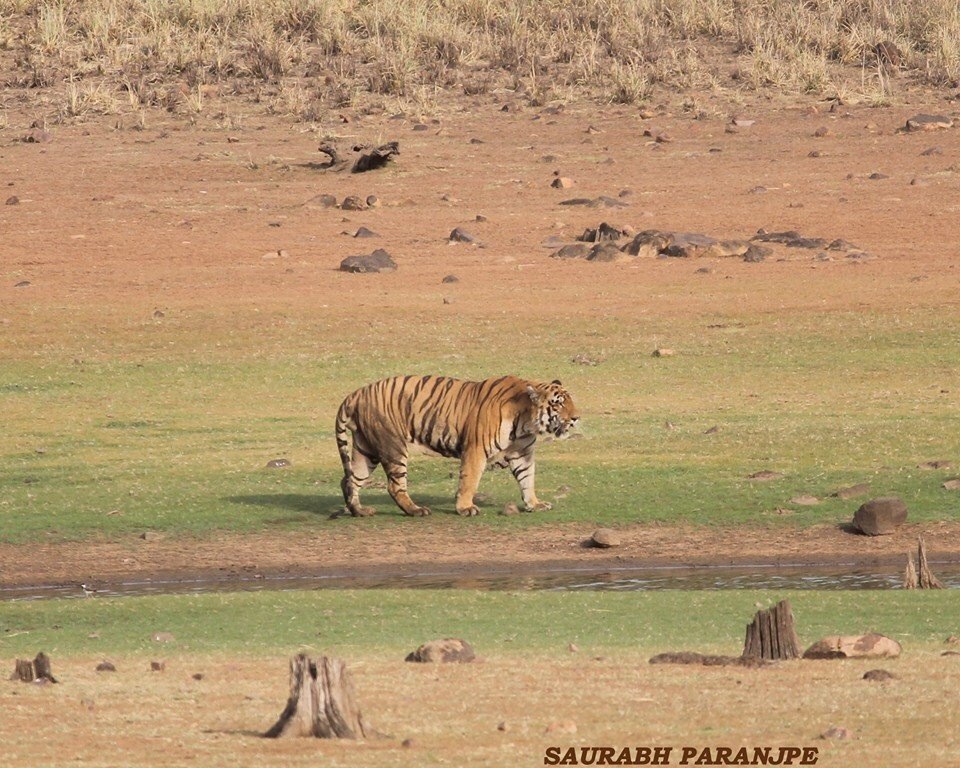 卡齐兰加的老虎图集领略下全世界最大的野生大猫种群上