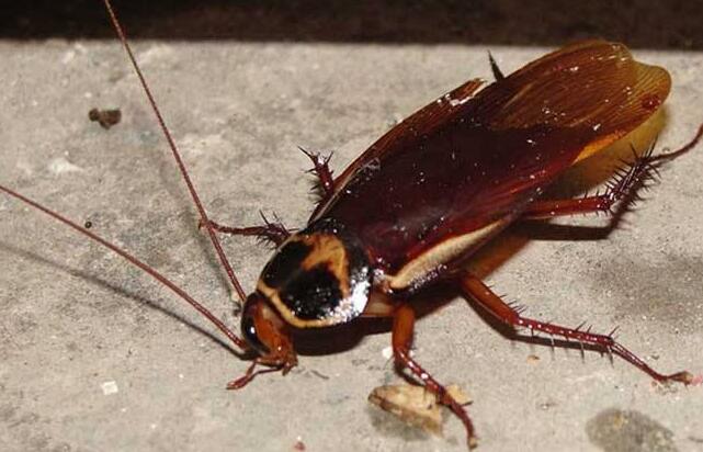 从蜡笔小新看日本美伢被家里的蟑螂吓坏了今天说说日本的蟑螂