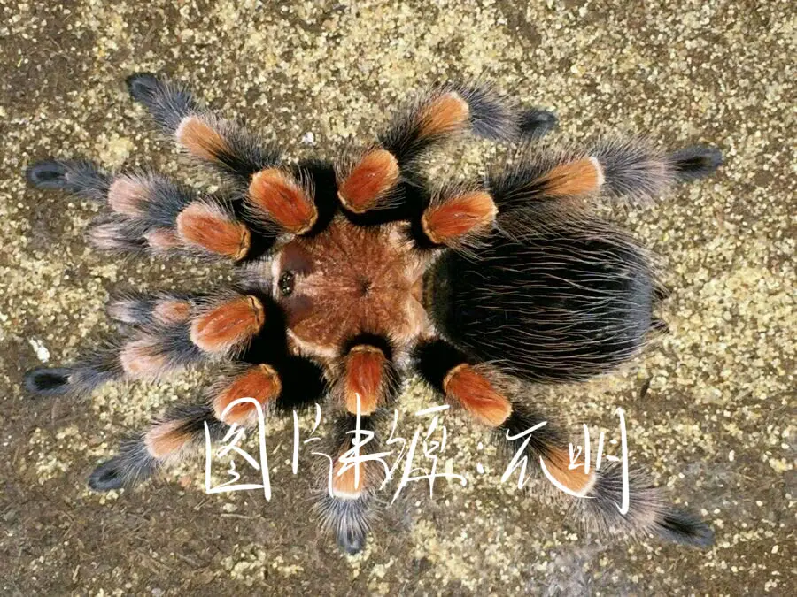 关于墨西哥巨人红膝头一些个人见解(补充)