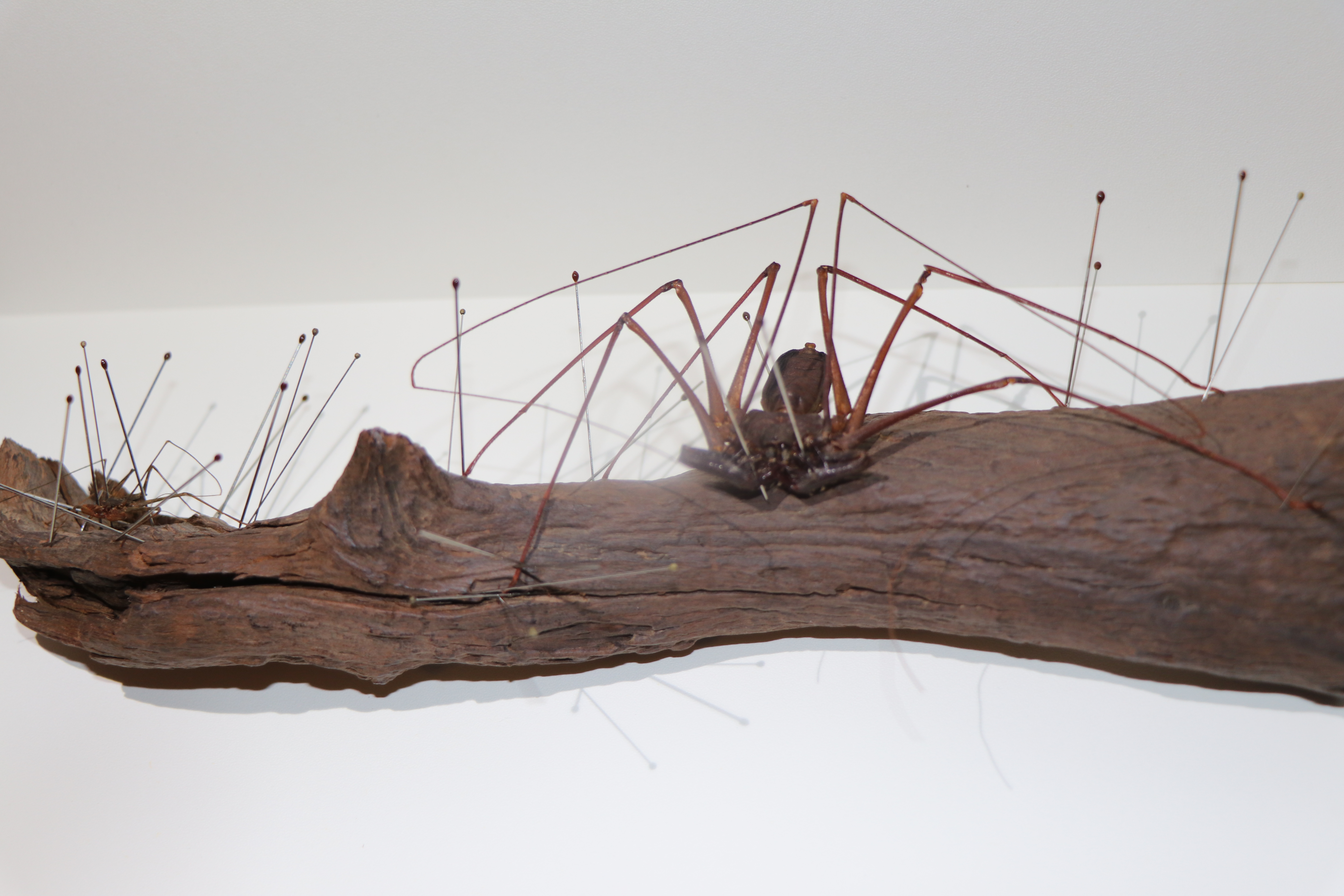 标本制作鞭蝎与鞭蛛观赏标本制作