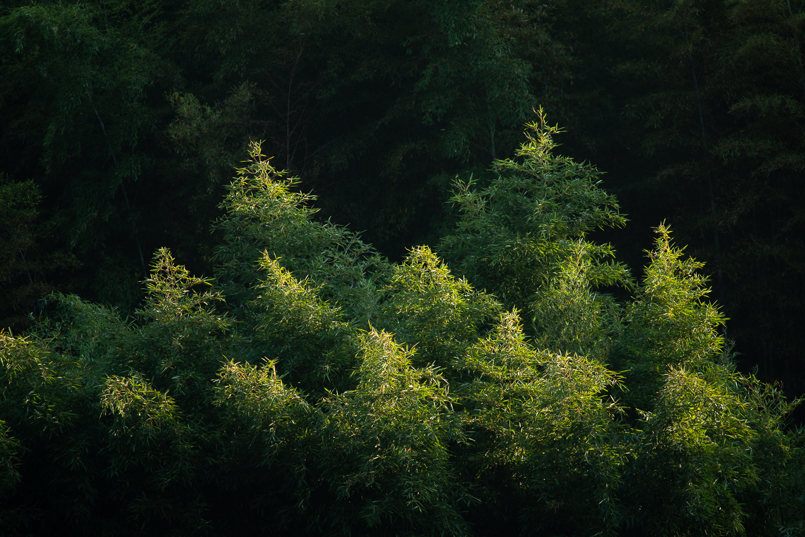  nikkor ai s 200mm f4 