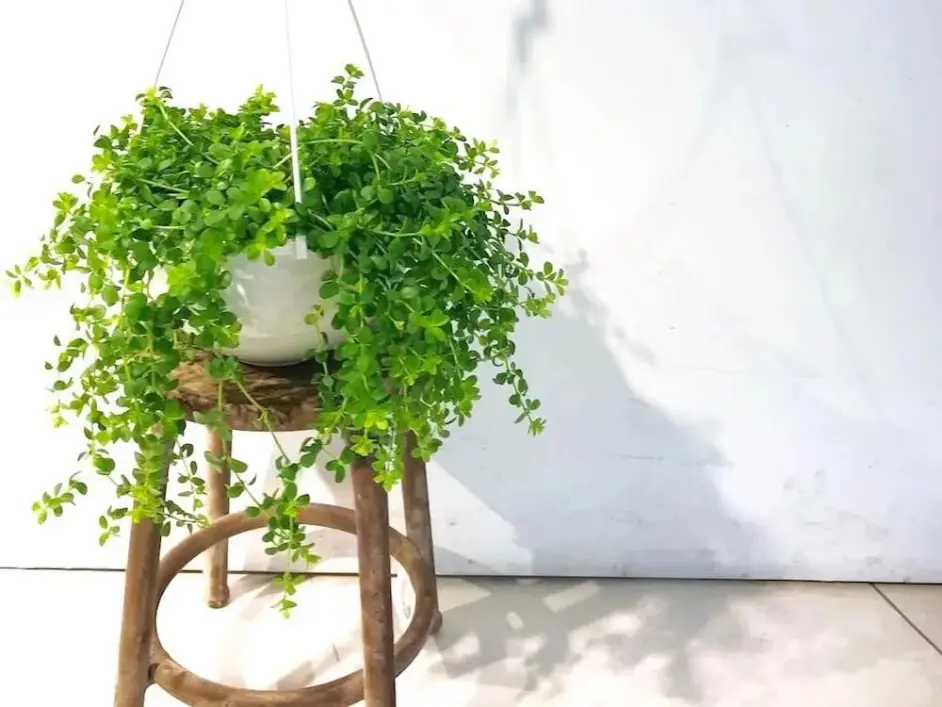 养护室内观叶植物时 你喜欢用什么花盆 你觉得哪一种最好看 哔哩哔哩