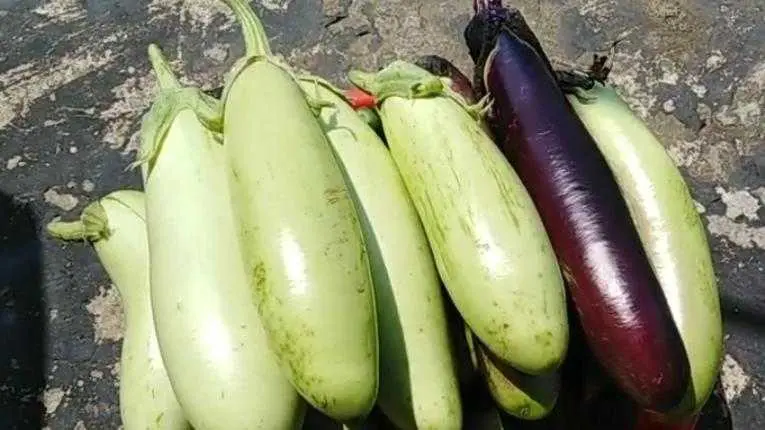 茄子的五种烹饪方法 总有一款适合你 值得收藏 哔哩哔哩