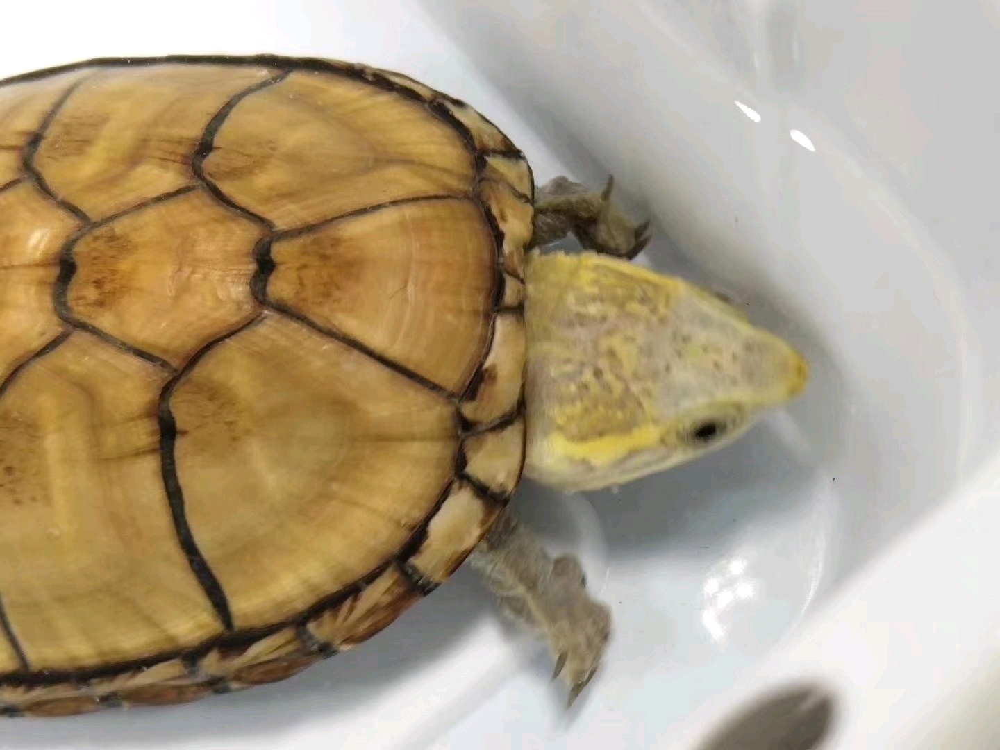 奇龟异谈【廿二】东方三亚种 魁梧将军 头盔泥龟