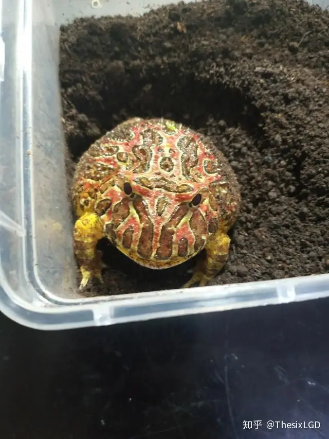 角蛙等地栖性宠物蛙怎么养 耐心看完 你就会明白 哔哩哔哩