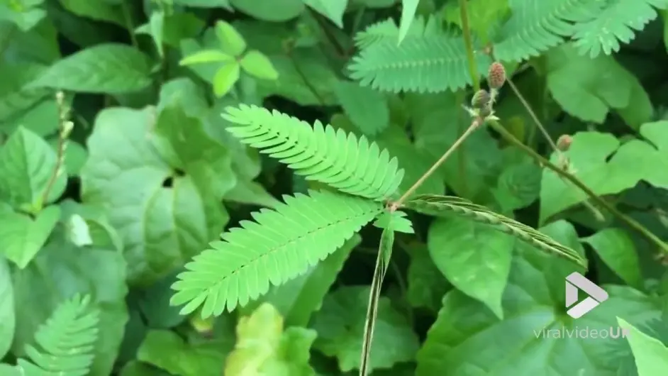 向日葵的 向性与倾性 哔哩哔哩