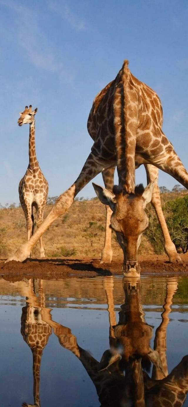 南非长颈鹿喝水