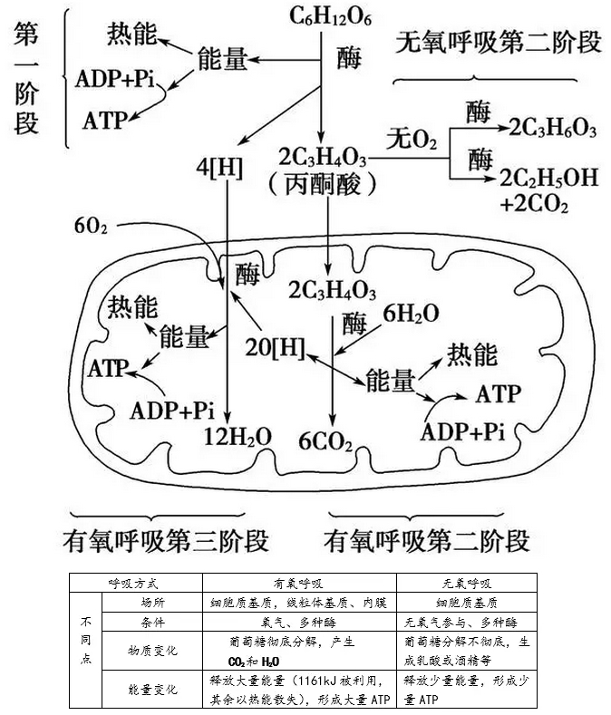 天然酵种也不是很神秘嘛面食师傅的日常养蛊思考