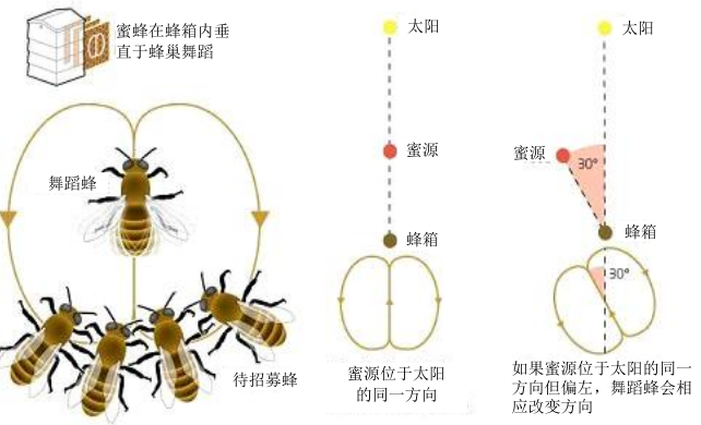 蜜蜂摆尾舞示意图图片