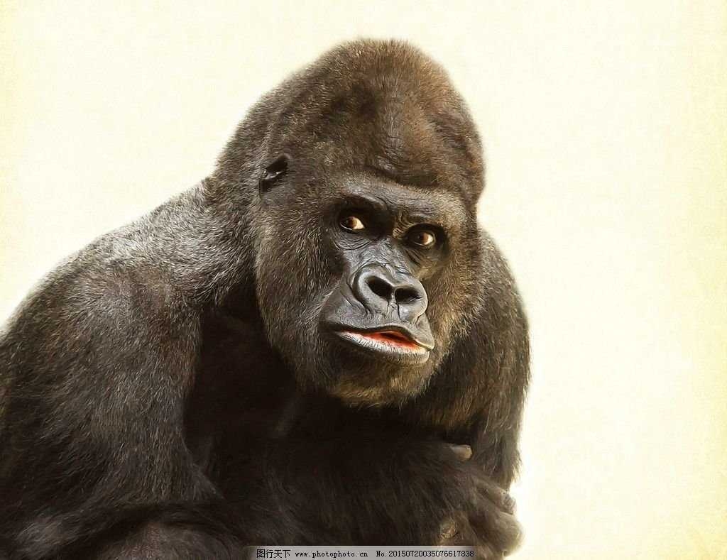 黑猩猩