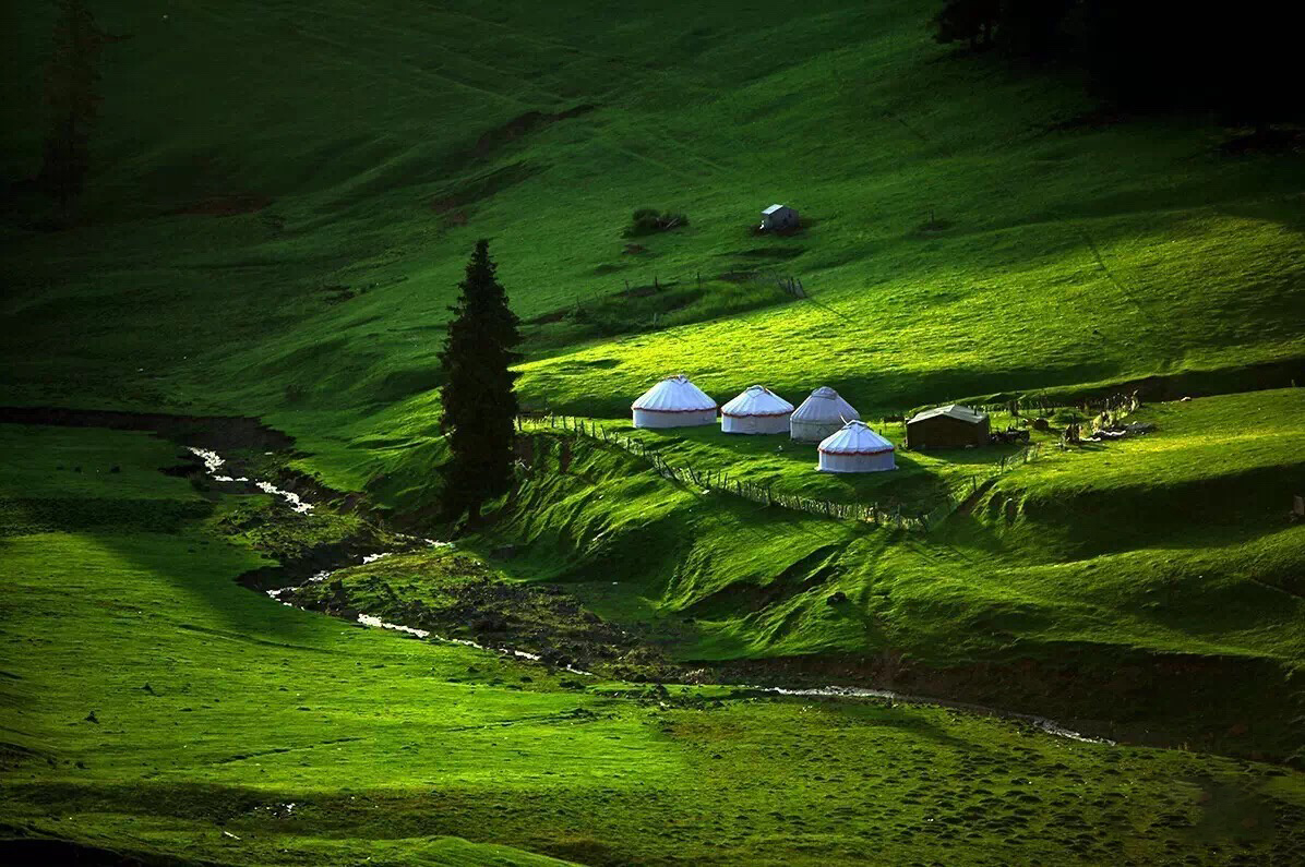 国际公认的世界黄金奶源,江布拉克,北纬45度温带草原,哈萨克语意为"