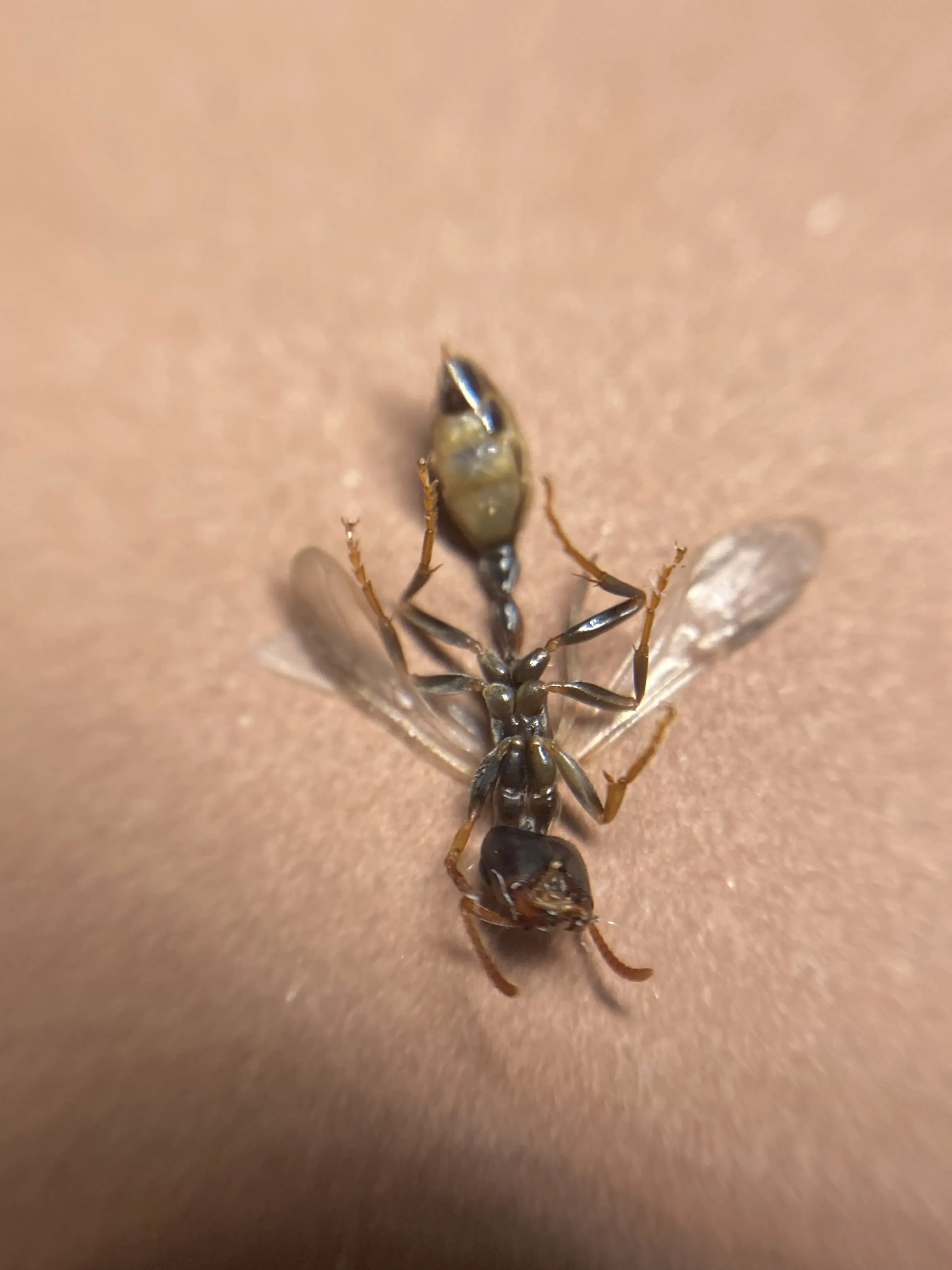 红黑细长蚁的嵌合体 - 哔哩哔哩