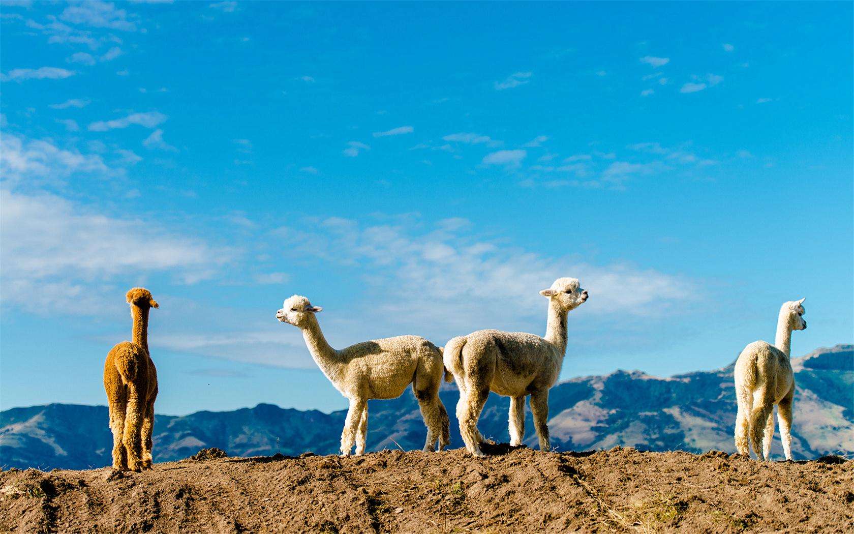 龙腾网羊驼你可能不知道是什么但草泥马您肯定知道它