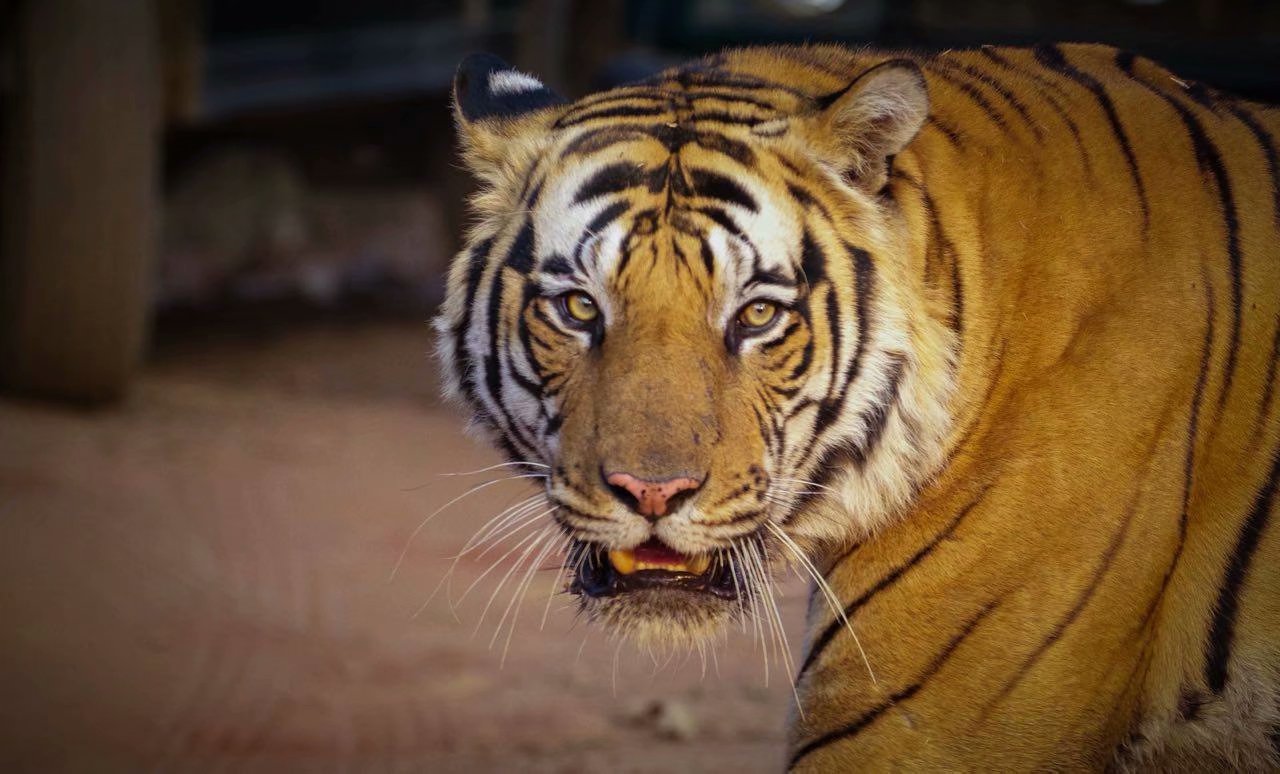 乔比之子 马哈曼雄虎 麻木