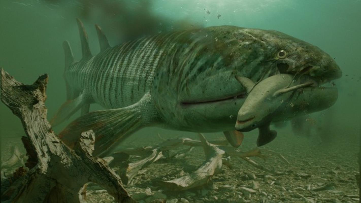 热搜第一：发现“从鱼到人”关键证据！4.4亿年前鱼类化石揭示有颌脊椎动物的崛起__财经头条