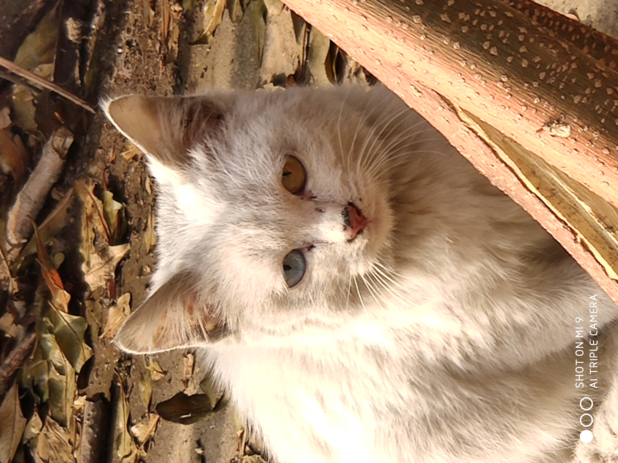 阴阳猫………阴阳眼