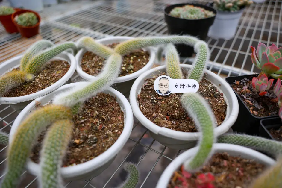 多肉植物九尾狐 从扦插到养护 你想要的都在这里 哔哩哔哩