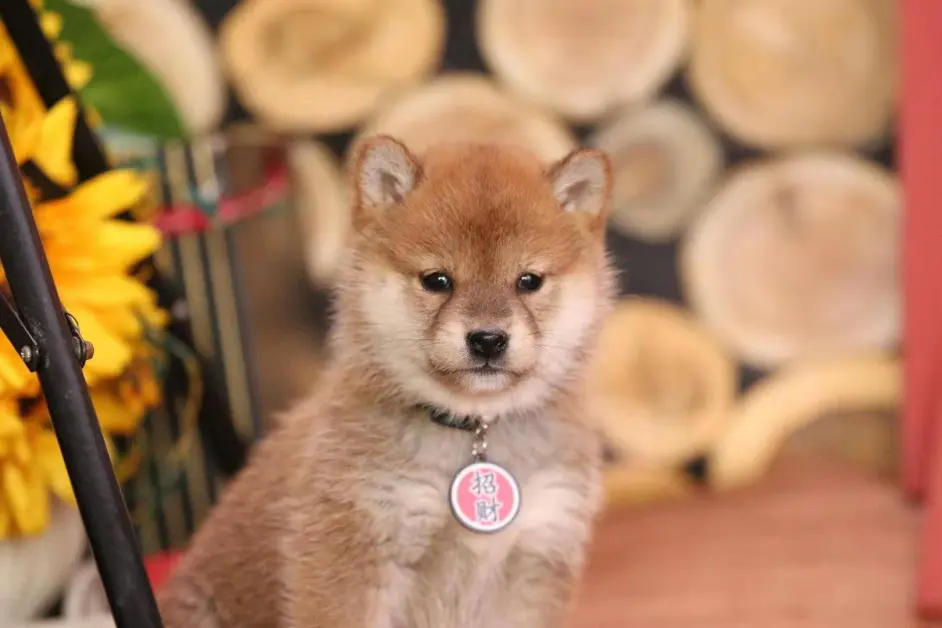 柴犬便秘怎么办 会导致柴犬便秘的食物有哪些 哔哩哔哩