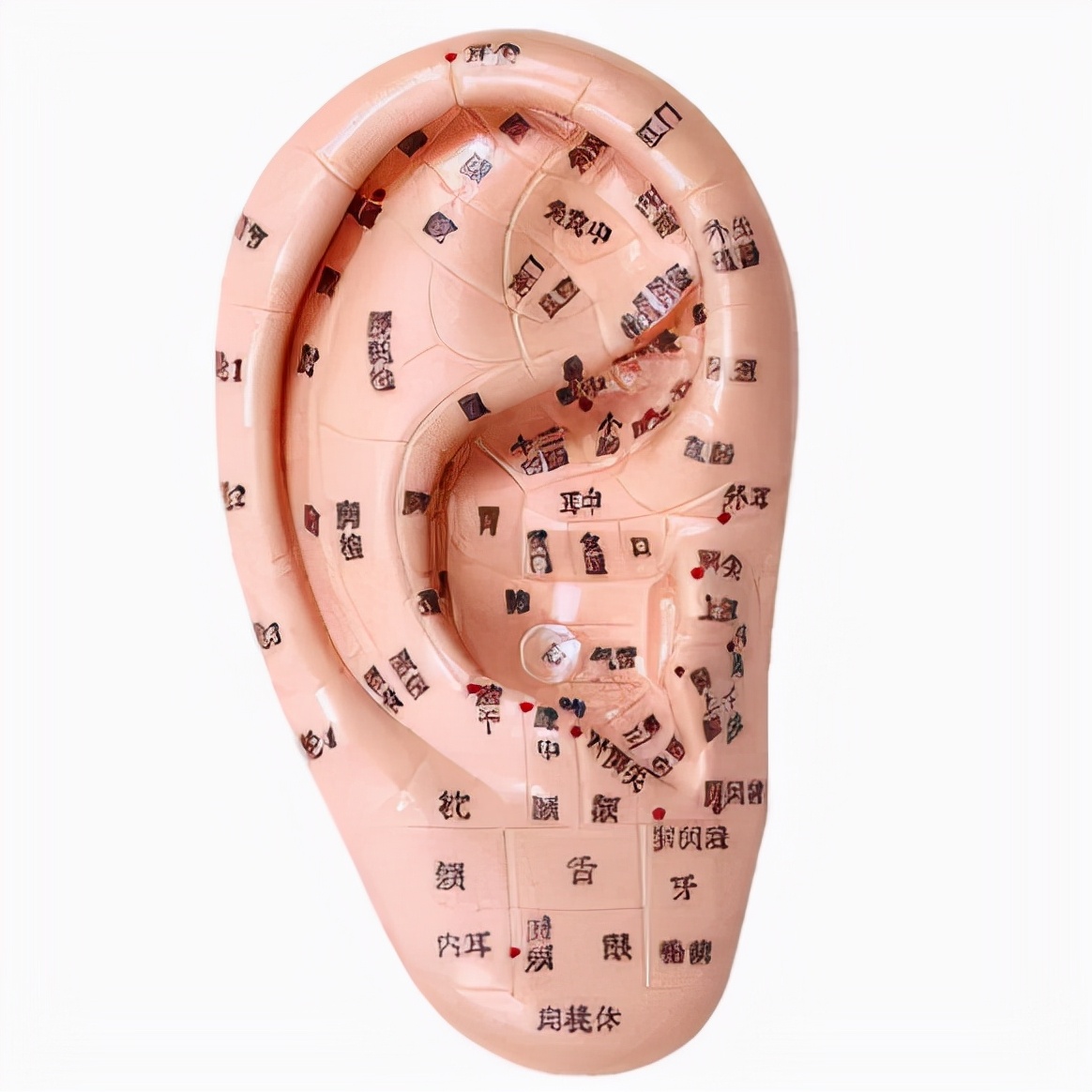 耳道:耳絡,耳朵的結構知識,如何避免噪音,_中文百科全書