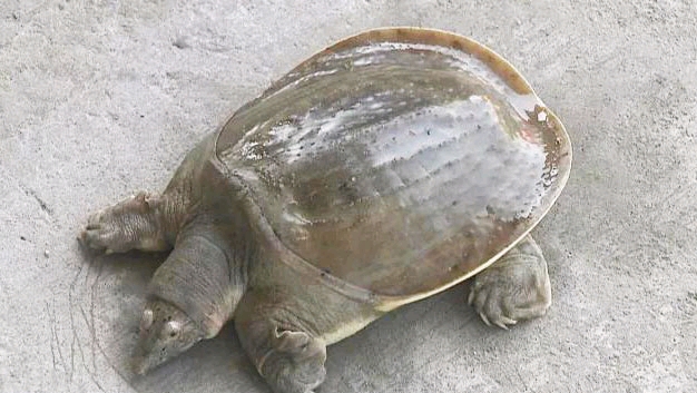 奥特曼系列怪兽宇宙人原型推测(五)