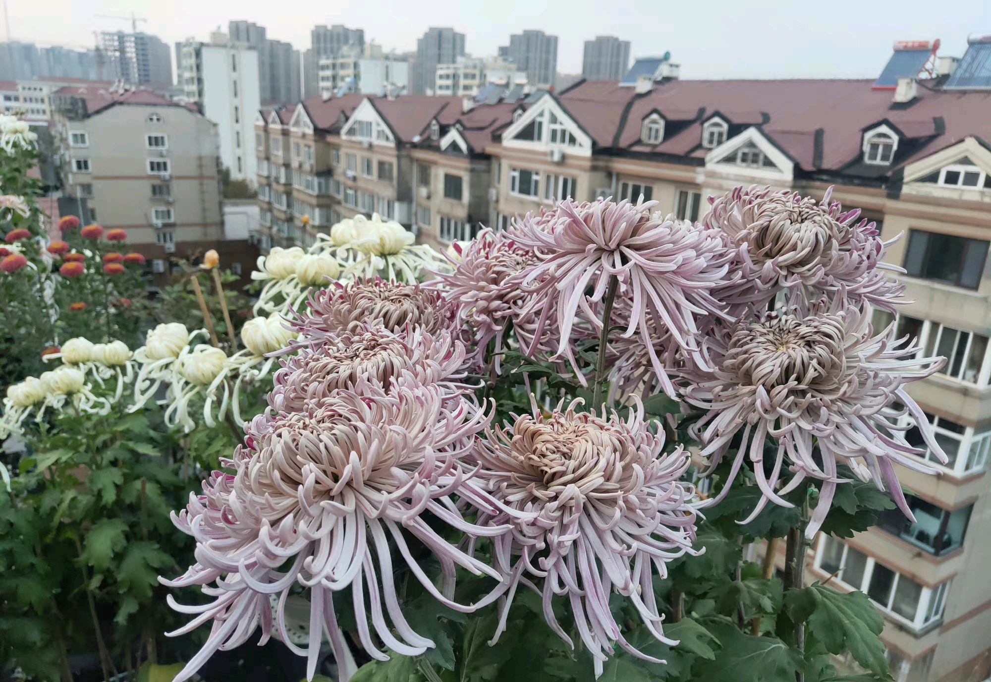 大菊一周颜色变化——灰鹤展翅之"十全十美"