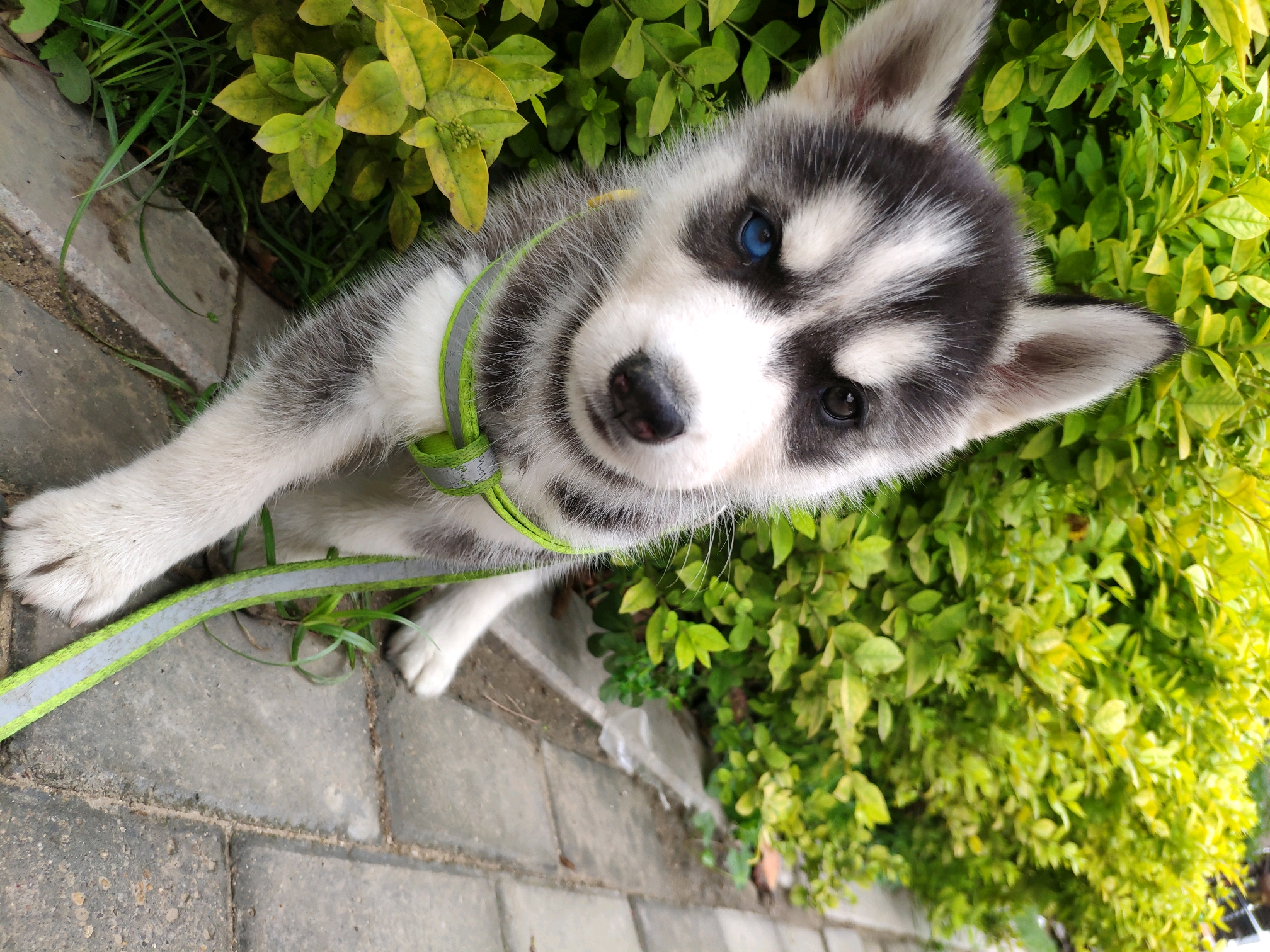 哈士奇,成长历图!