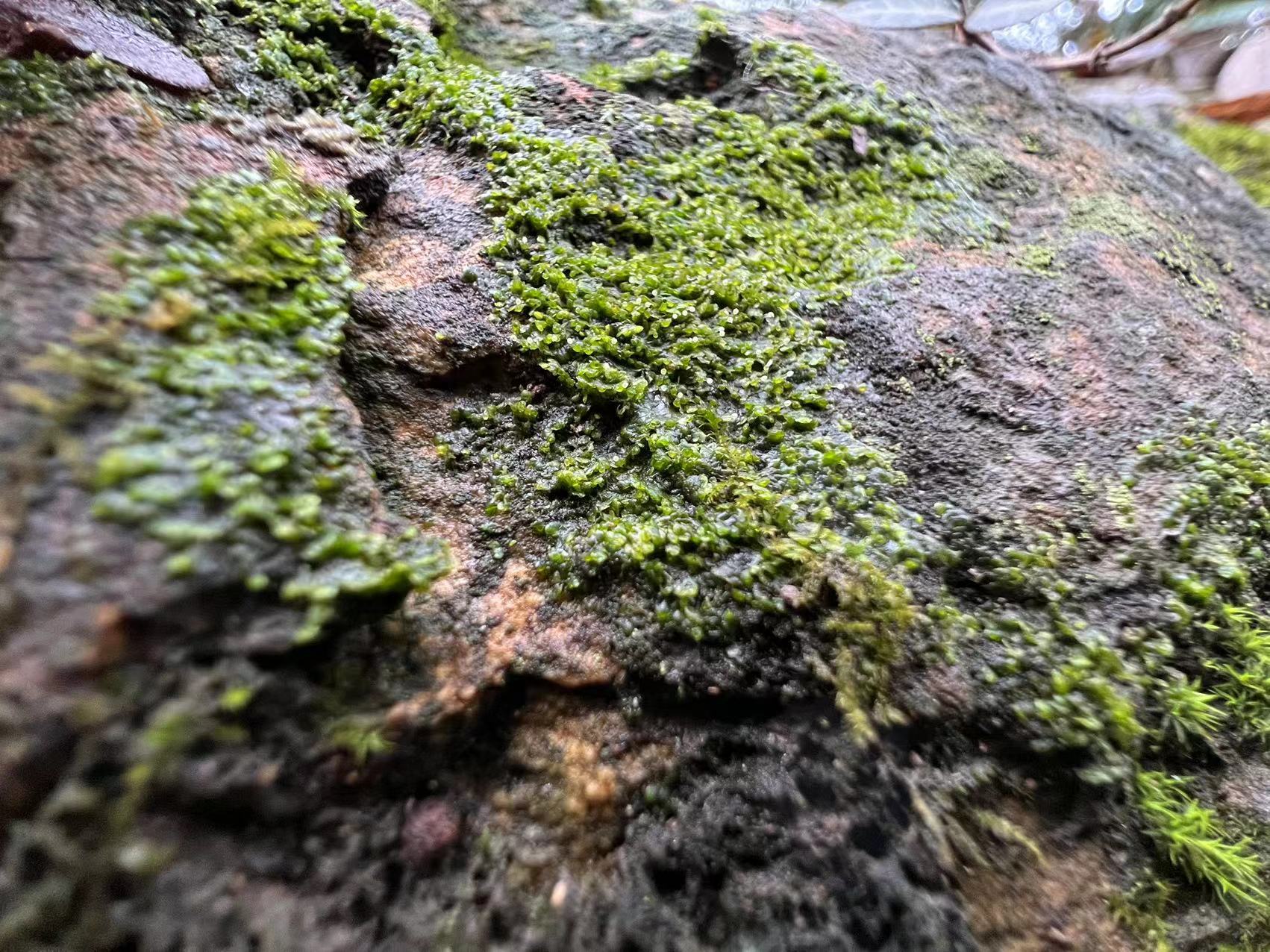 上海常见苔藓植物记录-苔类篇 - 哔哩哔哩