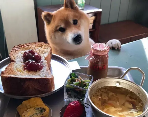 柴犬呕吐怎么办 柴犬呕吐的原因分析 哔哩哔哩