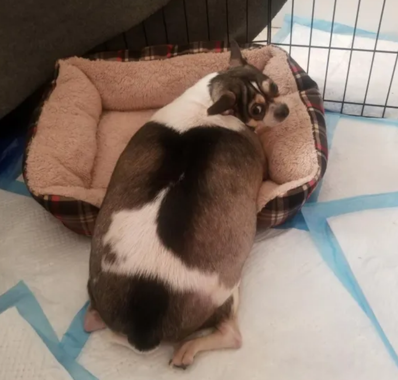 9岁吉娃娃被主人丢下车胖得爬不到路边体重20斤连翻身都不行