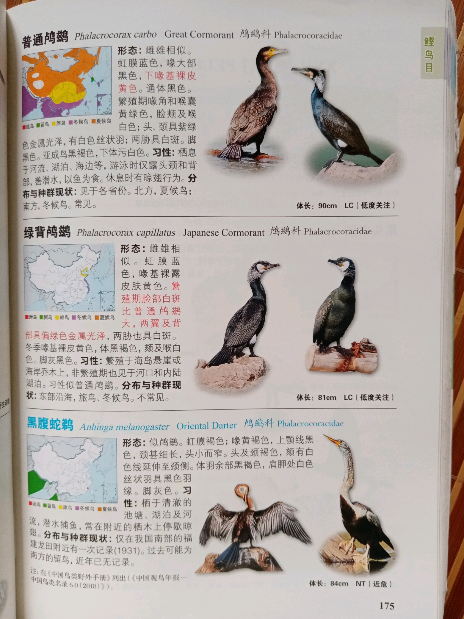 中国鸟类识别手册拍照(20)