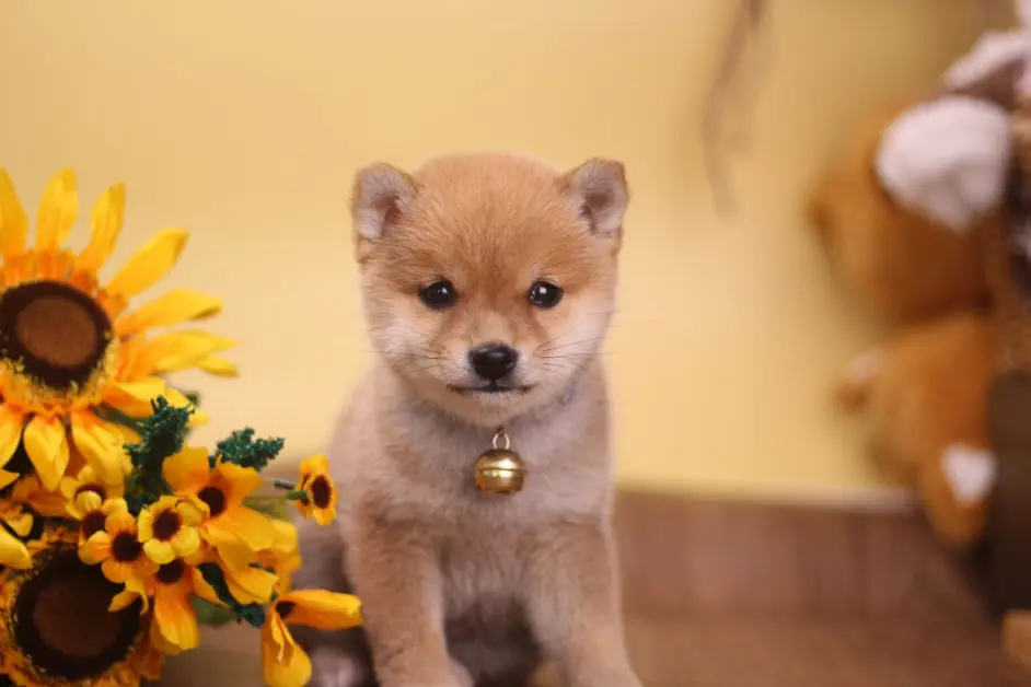 网友 为啥我家的柴犬不是大饼脸 专家 要知道柴犬还有狐狸脸 哔哩哔哩