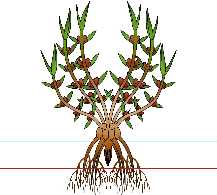 红树,实际上则来自古老的裸子家族,这些是『长枝 似红树』,海滨的麻黄