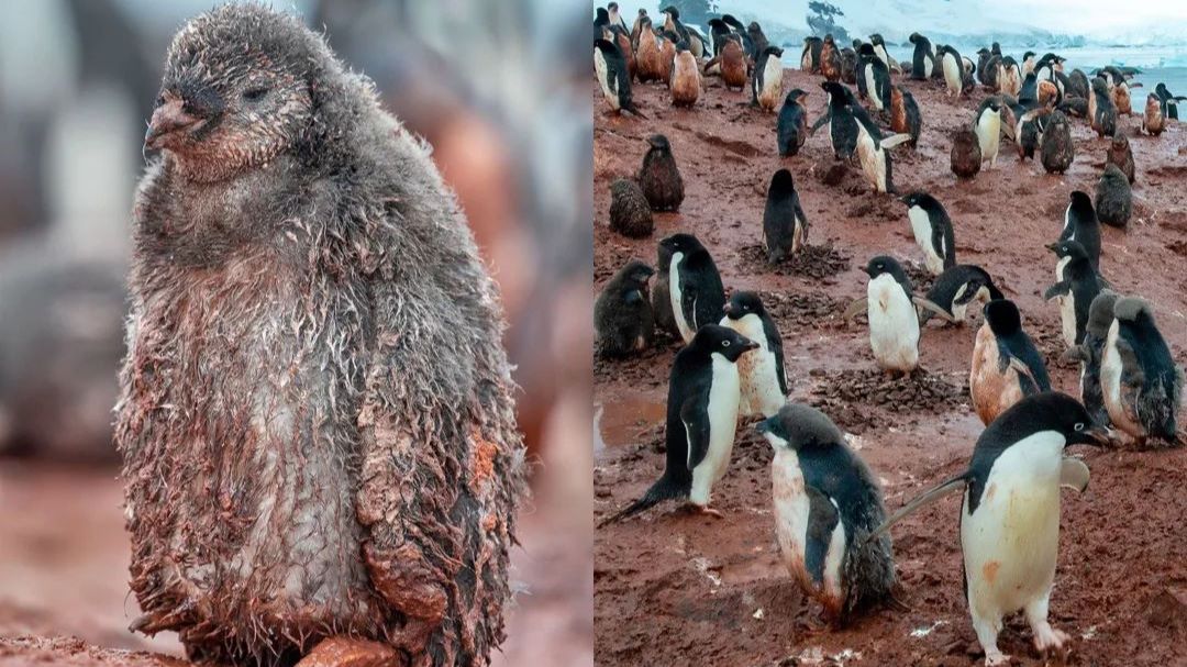 Netflix's Our Planet: The Disturbing Walrus Scene - The Atlantic