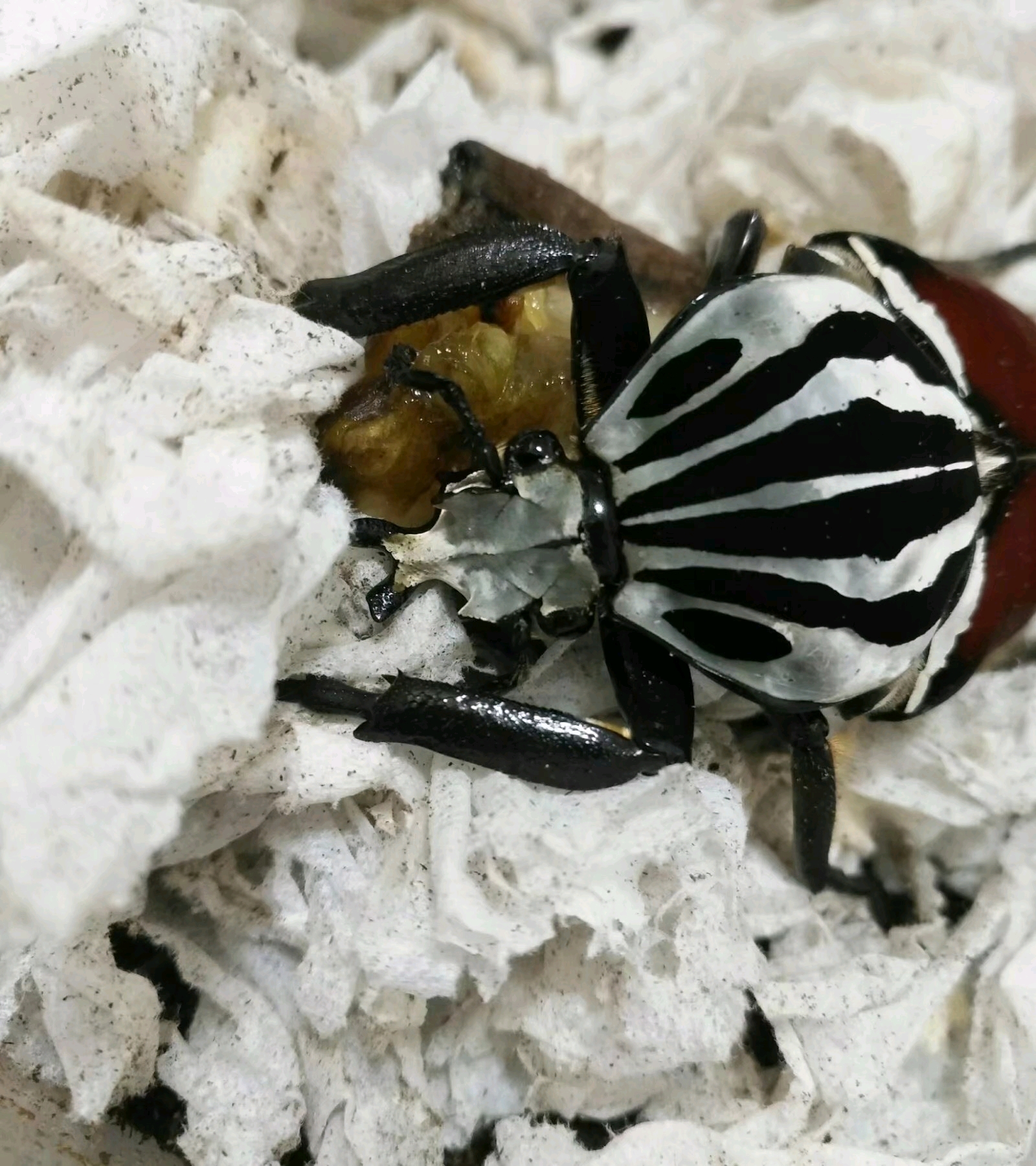 大王花金龟的饲养经验总结