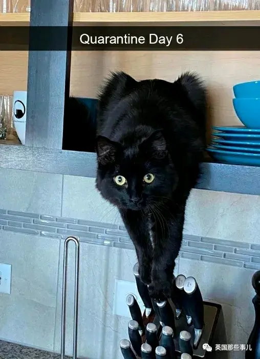 我吐了，猫咪被碰到后竟然暴走抓伤主人眼球???? - 哔哩哔哩