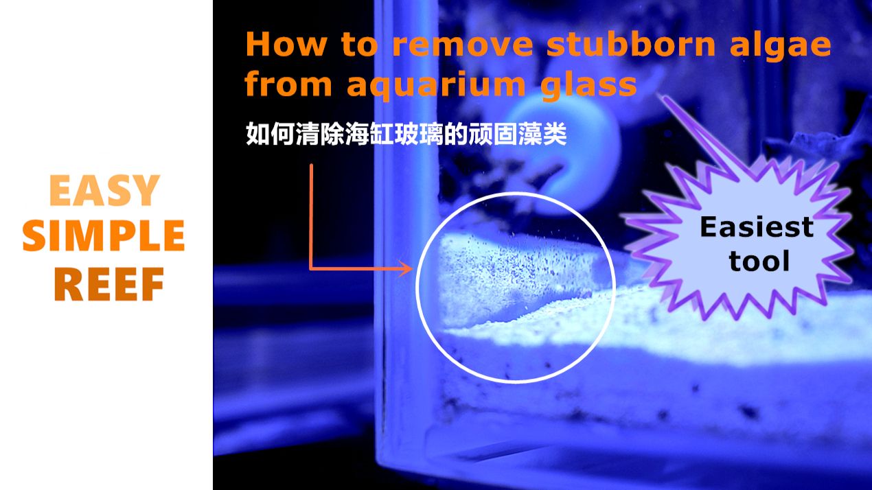 如何清除海缸玻璃上顽固的藻？How to remove stubborn algae from aquarium glass？ 哔哩哔哩