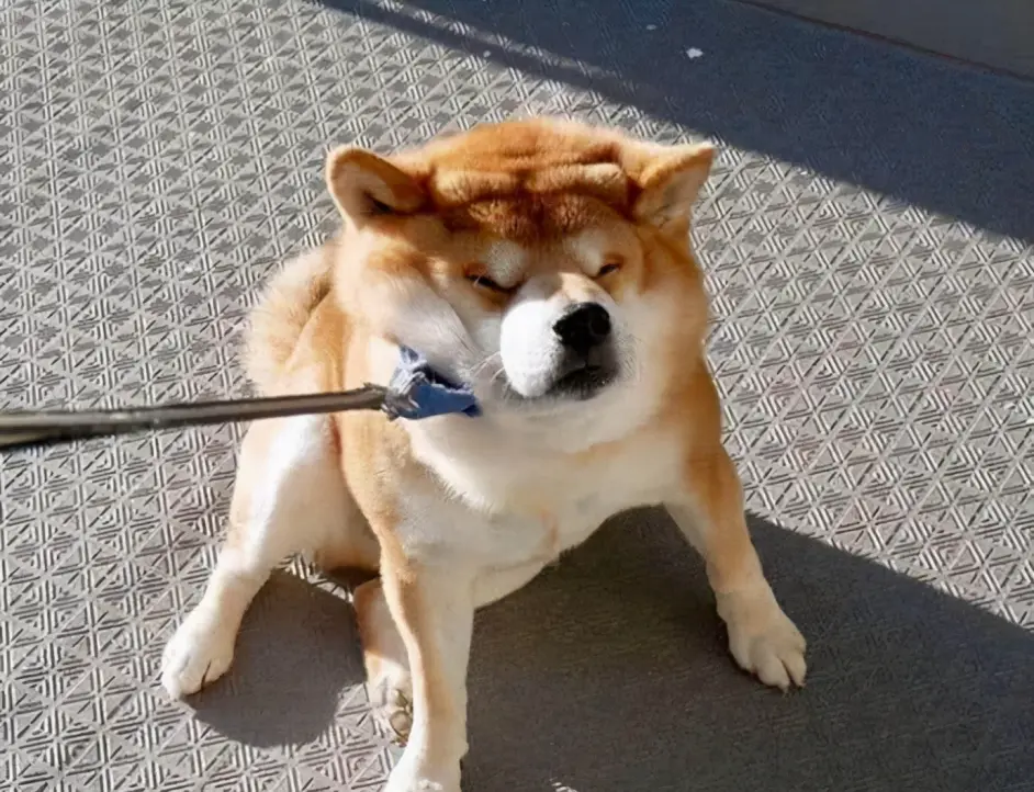 柴犬最大能长多大 受限狗令约束吗 哔哩哔哩