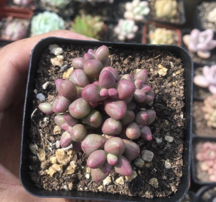 紫光,紫光多肉名贵多肉养护笔记.