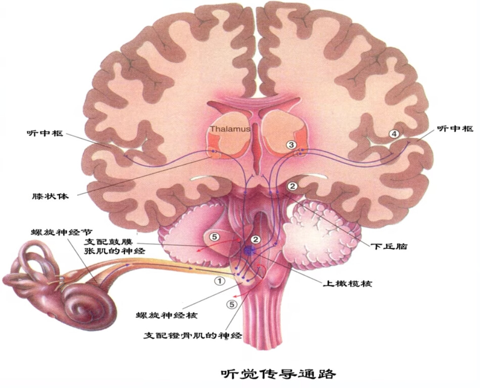 【生理学笔记】第九章 感觉器官——第四节 - 哔哩哔哩