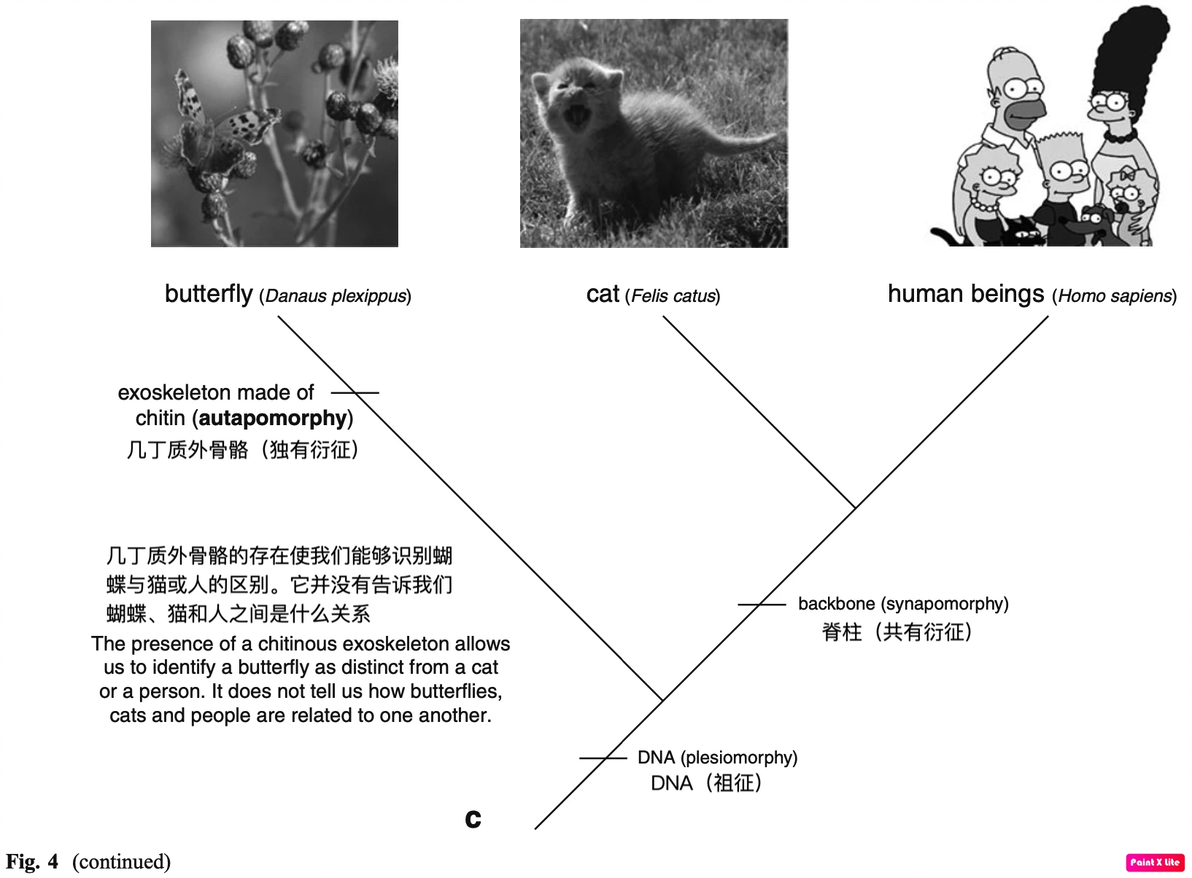 如何读懂系统发生树？ - 哔哩哔哩