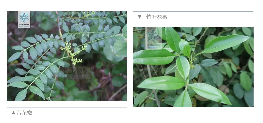 四川花椒种植面积