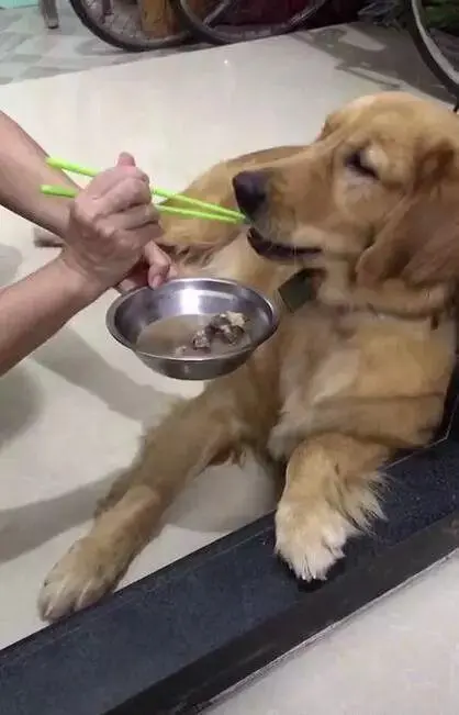 超过一半的狗狗肥胖 是喂食不当造成的 成年犬应该怎样喂食呢 哔哩哔哩