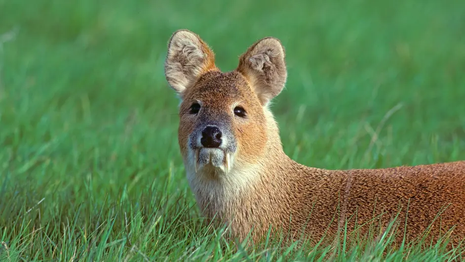 器官 角 角的种类有哪些 牛角和鹿角的区别是 美羊羊是男孩子么 哔哩哔哩