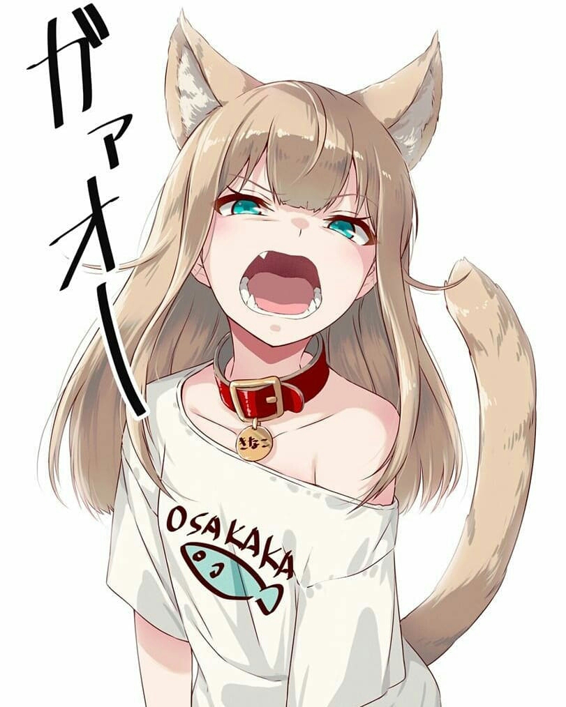 一个猫娘控上传的猫娘壁纸(●''●)