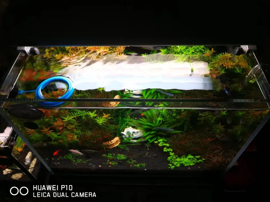 水草冒泡与光合作用的关系 哔哩哔哩